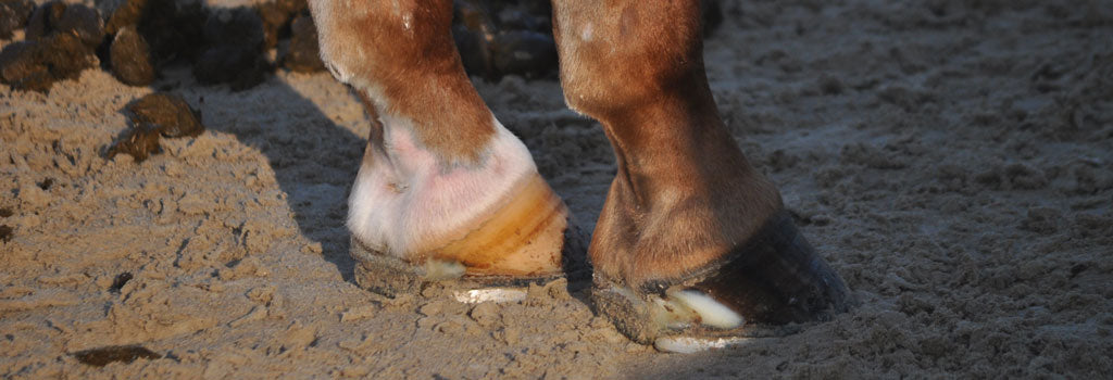 Laminitis