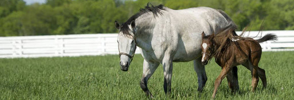 Mare and foal walking in a pasture