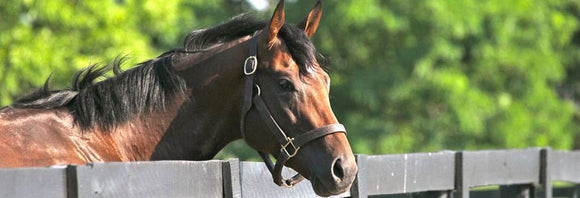 Stallion looking over a fence