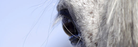 Close-up photo of a horse's eye